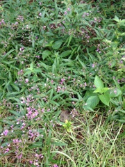 weeds-little-purple