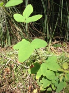 weeds-really-big-green